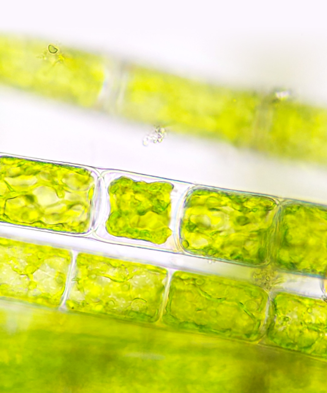 藻類の力で、持続可能な未来を拓く