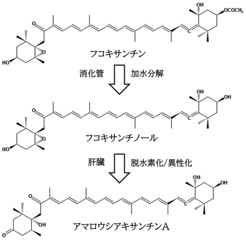 機能性発現の仕組みについて