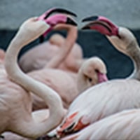 フラミンゴの色素