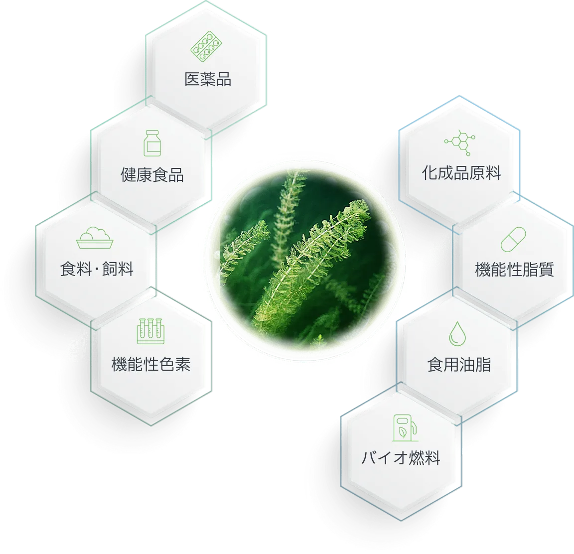 藻類における研究開発
