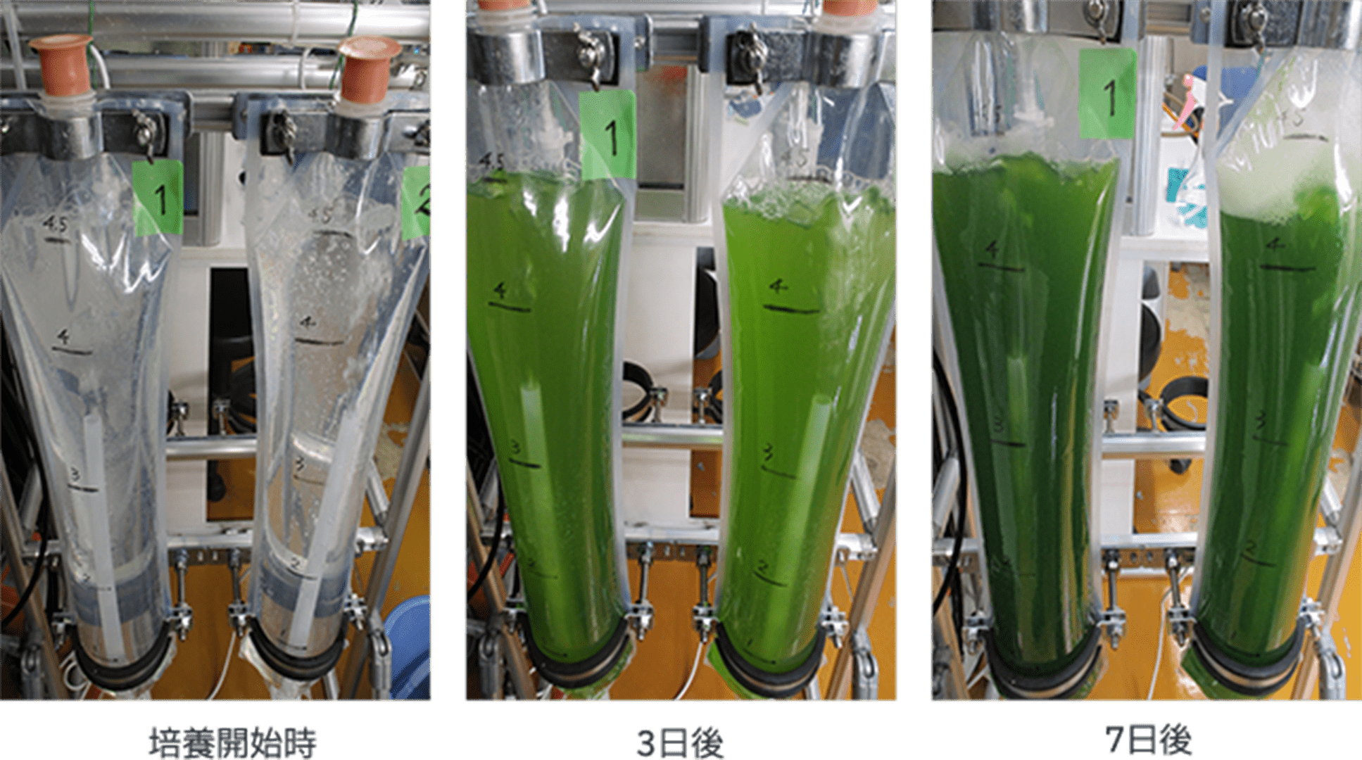 ビニールパックでのクロレラの培養