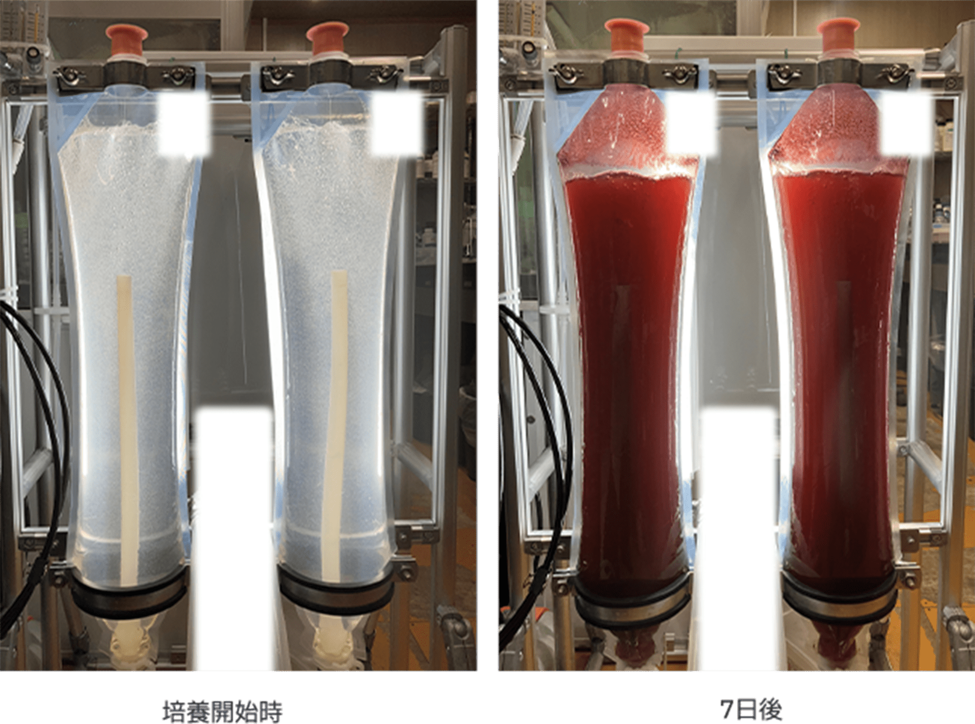 単細胞紅藻類チノリモの室内培養